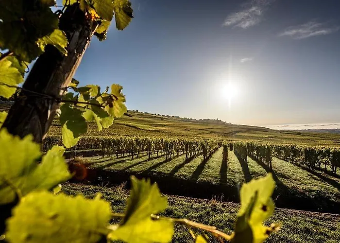L'ambassadeur - Centre * Colmar